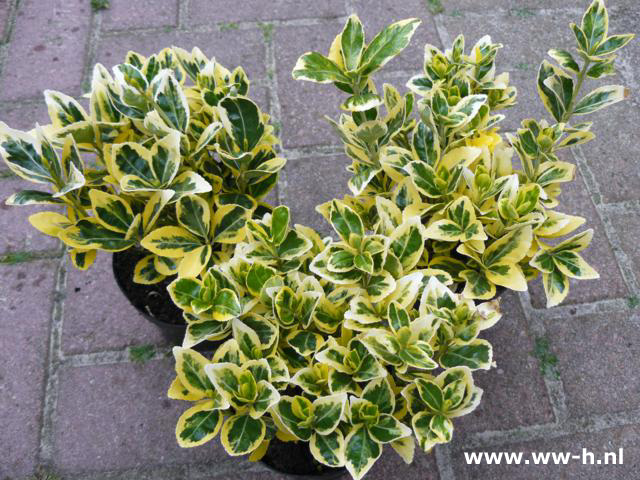 Euonymus japonicus 'Ovatus Aureus' 2,99